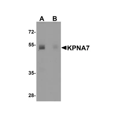 geneseesci20260712115448956492
