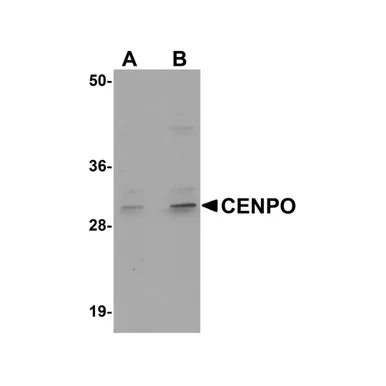 geneseesci20260712125404962816