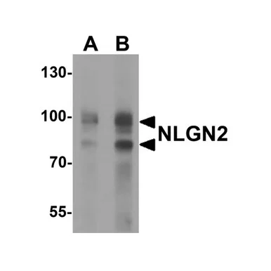 geneseesci20260712131358965066