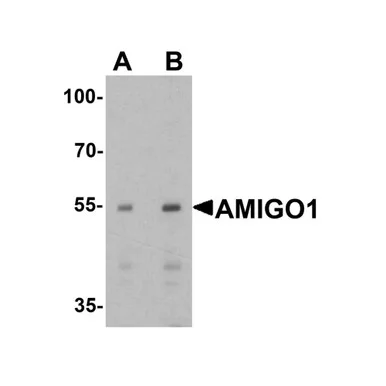 geneseesci20260712145851976222