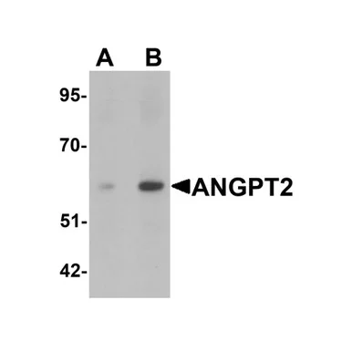 geneseesci20260712151204977565