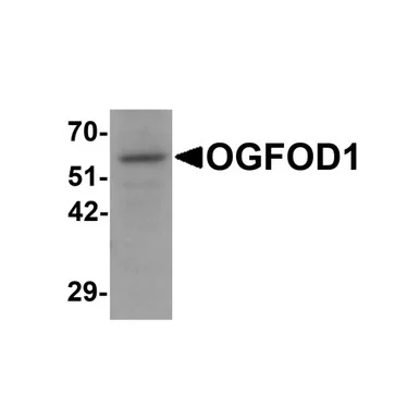 geneseesci20260712172143990196