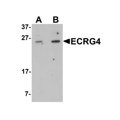 geneseesci20260712172823990920