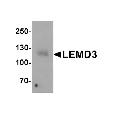 geneseesci20260712184938999053