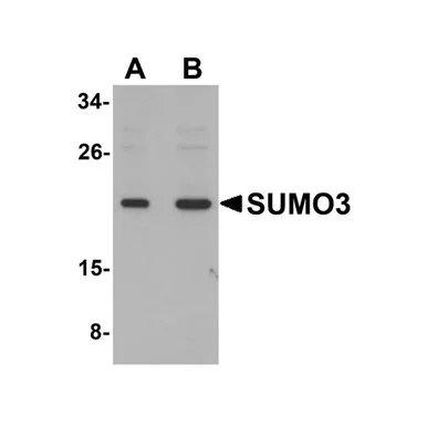 geneseesci202607121913011001498