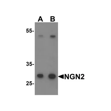 geneseesci202607121916471001904