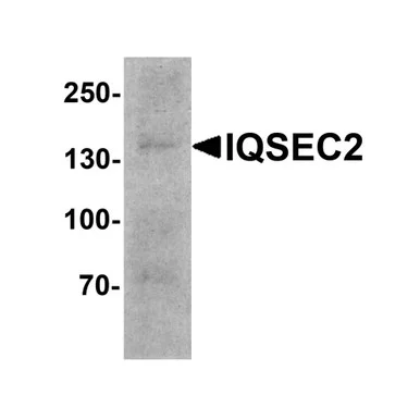 geneseesci202607122108141014181
